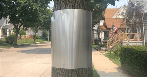 sheet metal around tree trunk|metal trunks wrapped around trees.